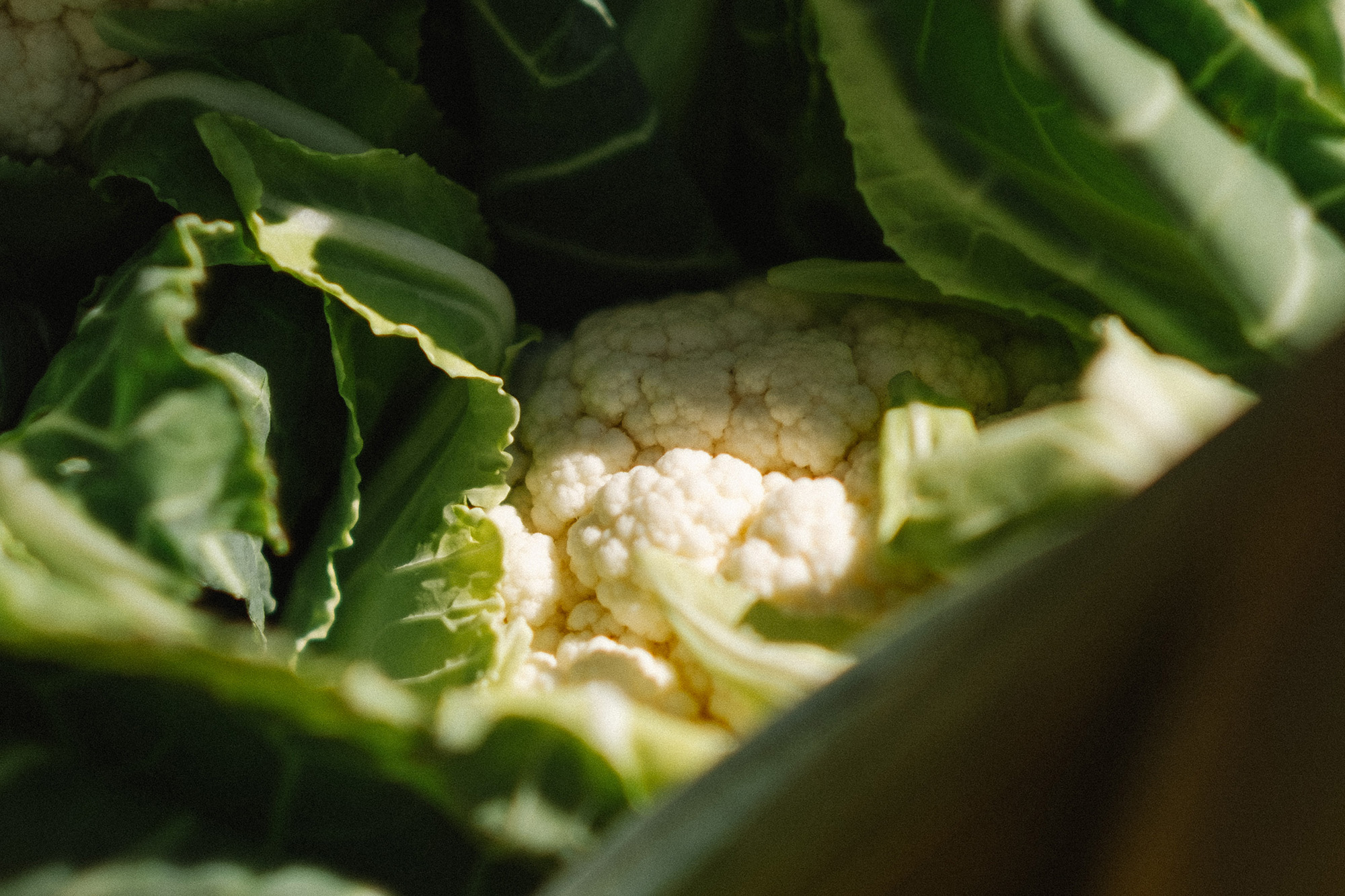 (89)-Greengrocer-2025-04-11